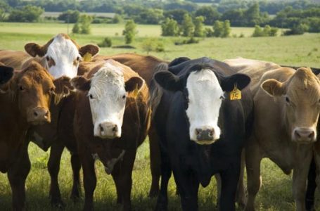 Safety Tips for Transporting Cattle Image